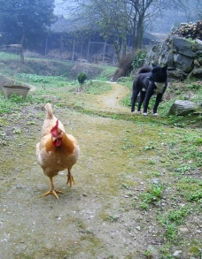 鸡狗图片