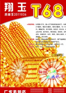 psd源文件玉米种子海报