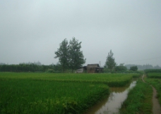 上江长江边上的村庄图片