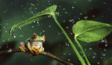 其他生物枝叶青蛙图片
