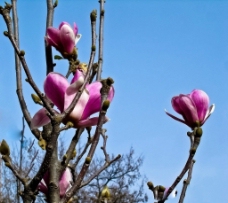 春姿紫玉兰图片