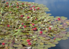 瑞典小岛上的红莲图片