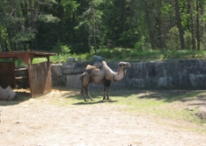 瑞典动物园骆驼图片