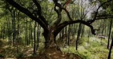 长寿的平安树图片