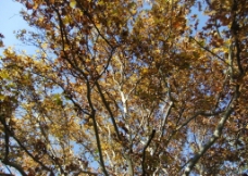 秋天 黄叶图片