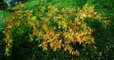 秋天秋叶图片