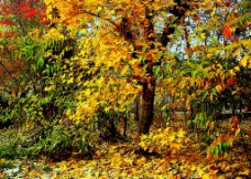 金色的秋天图片