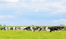 天空草原奶牛群图片