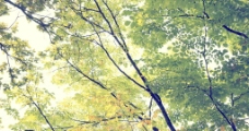 茂密的树枝图片