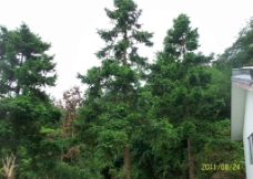 杉树图片
