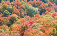 秋季树木图片
