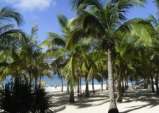 海滩椰树林图片