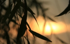 夕阳中的垂柳图片