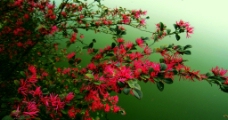 红桎木花图片
