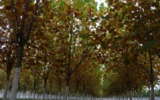 秋林 法国梧桐图片