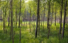 树林幽静图片