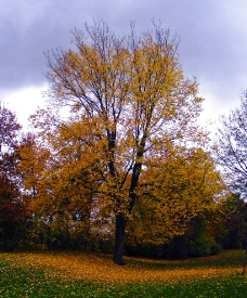 秋天树木图片