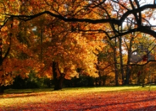 秋天美景图片