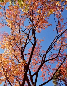 秋天树木图片