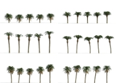 树木棕树3D模型图片