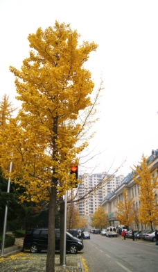秋叶 银杏树 黄叶 街道图片