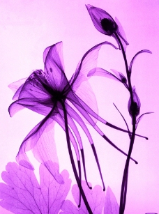 紫色花无框画图片
