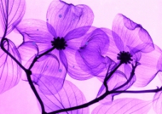 紫色鲜花装饰画图片