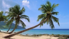 景观设计椰子树图片