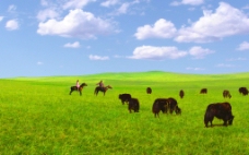草原牧歌图片