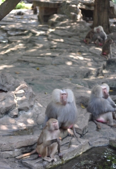猴子 长隆动物园图片