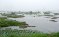 沂河湿地图片