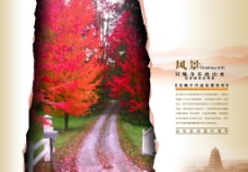 枫叶房产背景图片